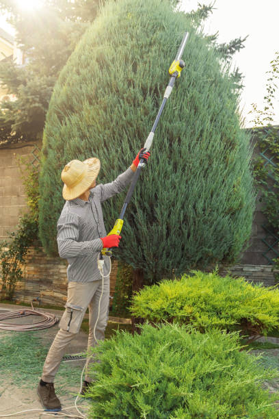 Trusted Glen Lyon, PA Tree Removal and Landscaping Services Experts